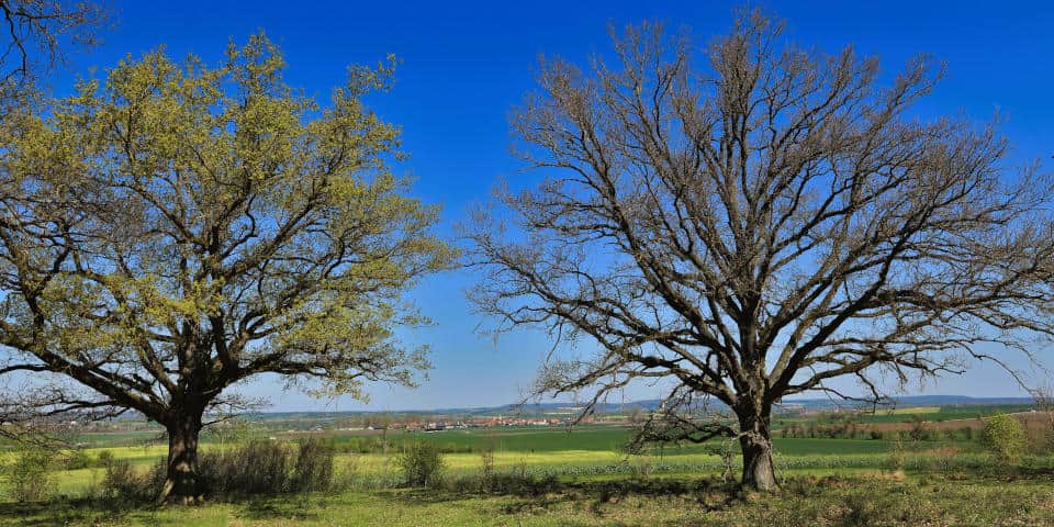 Wie Eichen ihre Fressfeinde austricksen Zwei Eichen im Frühjahr mit unterschiedlich stark ausgetriebenem Laub. Der Baum rechts war im Vorjahr stärker von Raupen befallen, der verzögerte Blattaustrieb ist eine Reaktion darauf.