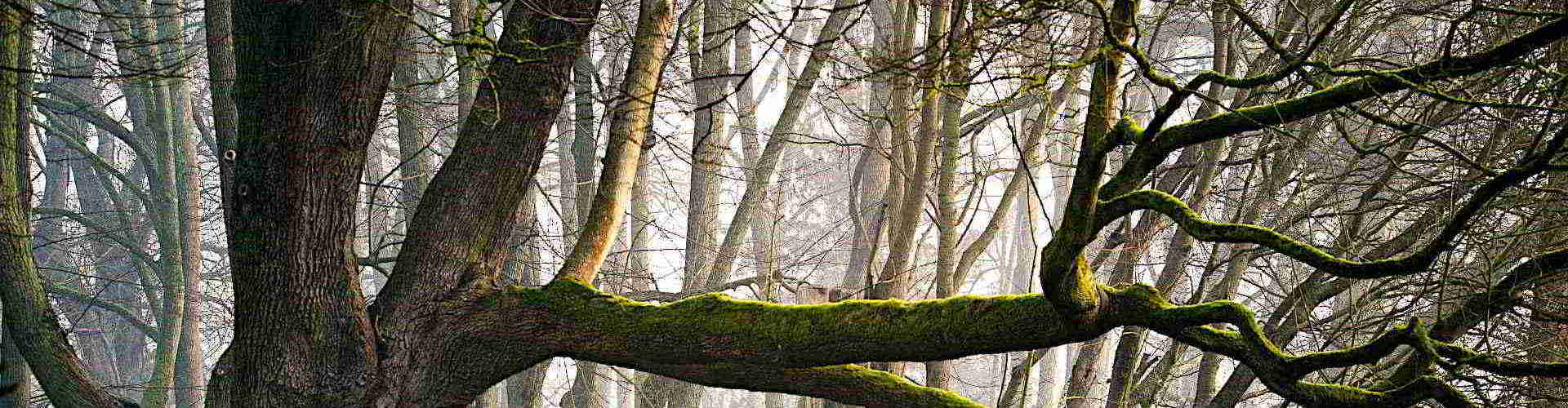 Die Körpersprache der Bäume kompakt in einem Tag