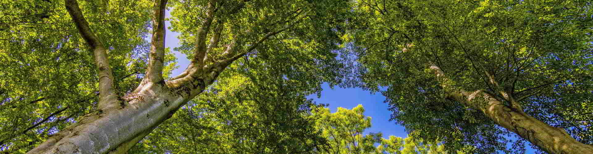 Blick in die Baumkronen