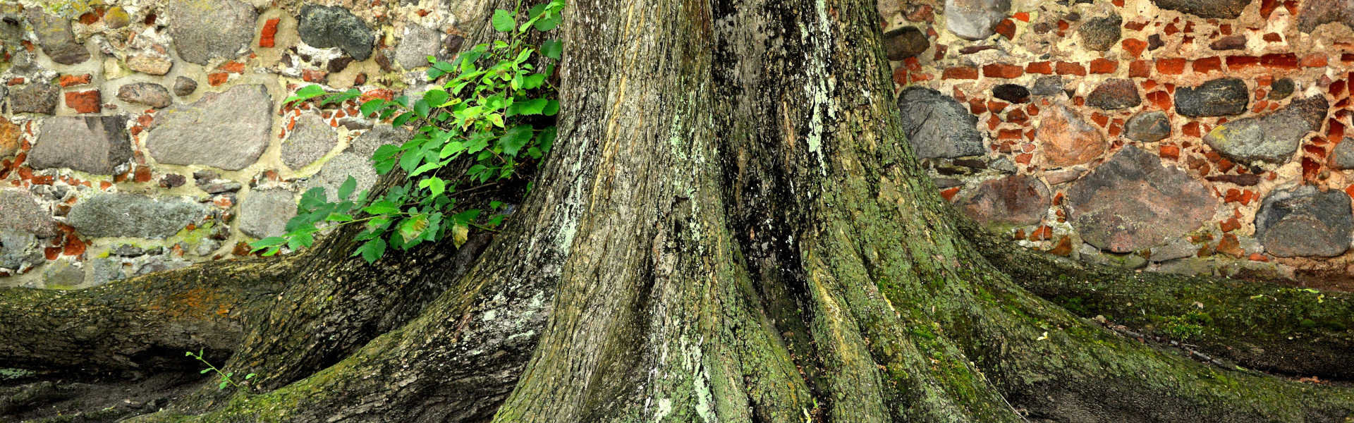 Baum vor einer Mauer