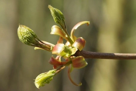 Ahorn Der Berg-Ahorn ist die am meisten verbreitete Ahornart in Deutschland. Bereits im April beginnt die Blüte. Foto: Jan Preller, Wald und Holz NRW
