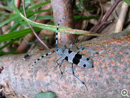 Alpenbock (Rosalia alpina). Foto: Patricia Lechner