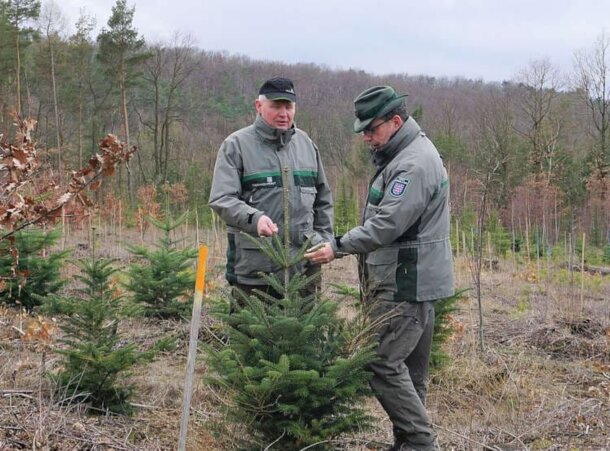 Forstamtsleiter Ulli Klüßendorf und Dr. Horst Sproßmann überprüfen auf einer Versuchsfläche im Forstamt Sondershausen exotische Baumarten auf mögliche Frostschäden