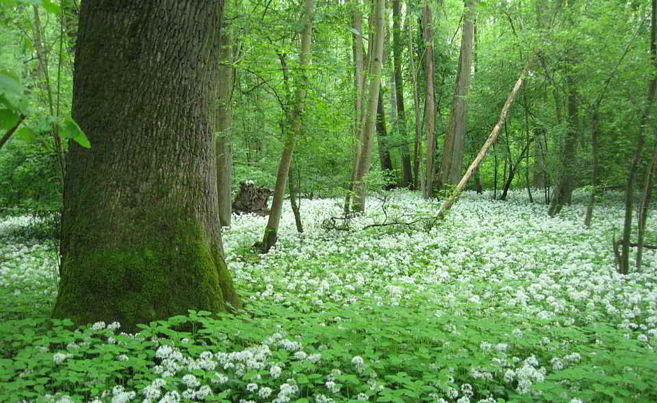 Auwald Von Eichen dominierter Auenwald. Foto: Albert Reif