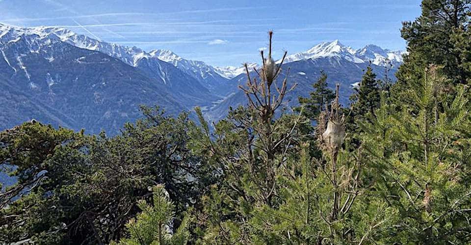 Wald vor hochalpiner Bergkette