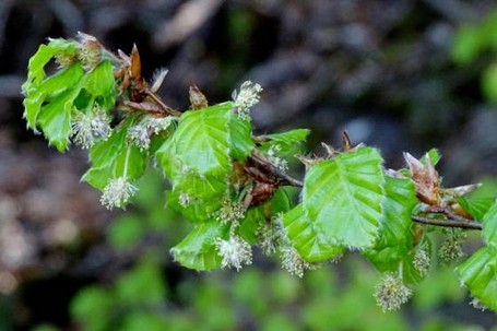 Buche Bei der Buche sitzen die Blüten beider Geschlechter an einem Baum. Foto: Jan Preller, Wald und Holz NRW