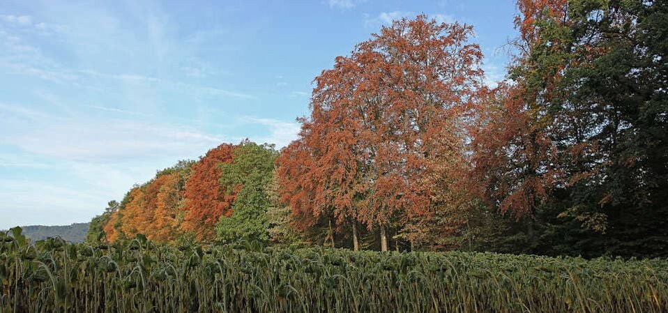 Blattverfärbungen durch Trockenstress im Sommer 2018