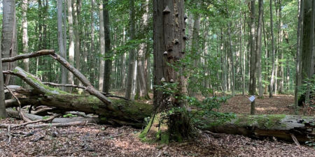 Im Nationalpark Hainich. Am Boden liegendes Totholz, In der Bildmitte ein Buchenstamm mit Pilzen