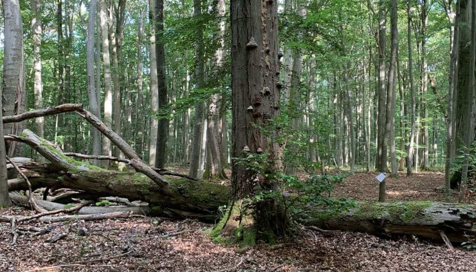 Im Nationalpark Hainich. Am Boden liegendes Totholz, In der Bildmitte ein Buchenstamm mit Pilzen