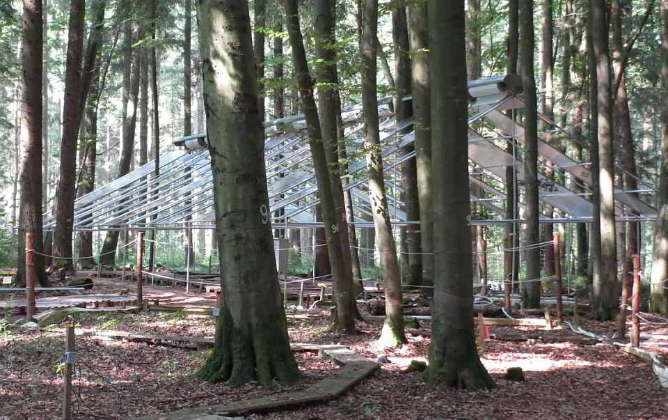 Dachkonstruktion Dachkonstruktion auf sechs der zwölf Parzellen im Kranzberger Forst zum Ausschluss des natürlichen Niederschlags. Die Dächer werden automatisch nur bei Regen geschlossen. Foto: Karl-Heinz Häberle / TUM