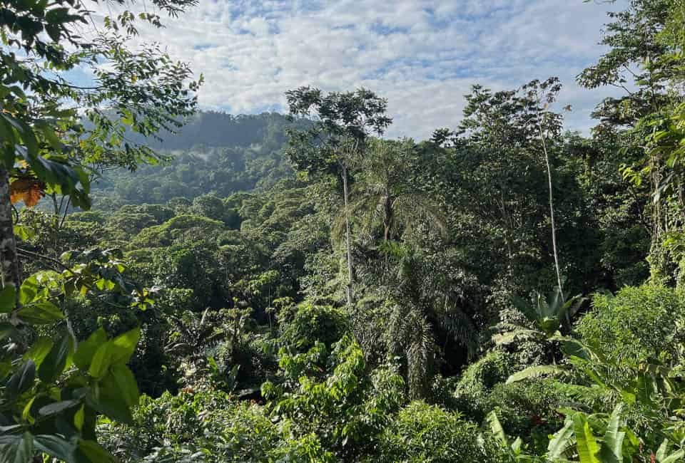 Waldgebiet im ecuadorianischen Chocó-Regenwald.