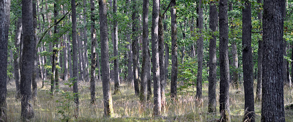 mischwald mit Eichen