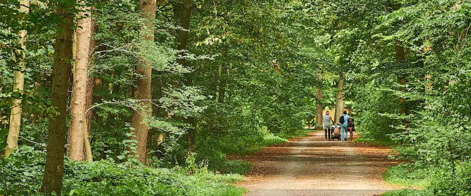 Die Eilenriede ist der rund 640 ha  große Stadtwald von Hannover