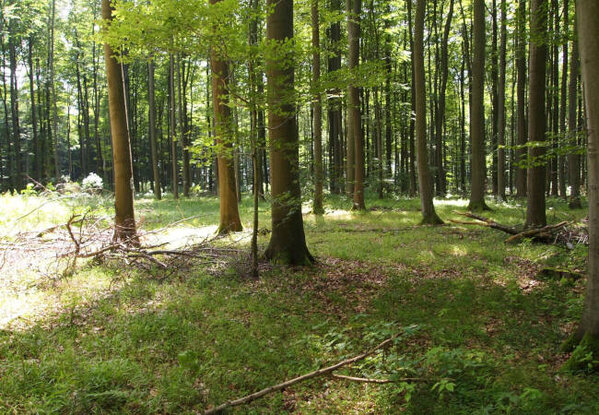 Buchenwald als Wirtschaftswald