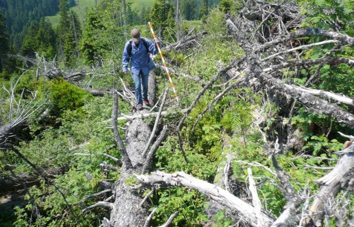 Eine Person steht auf einem Stamm eines durch Windwurf gestürzten Baums