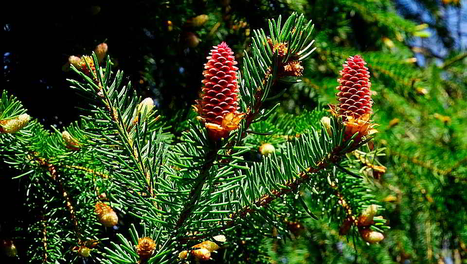 Fichte Die Fichtenblüte sorgt derzeit in Nordrhein-Westfalen für viel gelben Staub. Foto: Jan Preller, Wald und Holz NRW