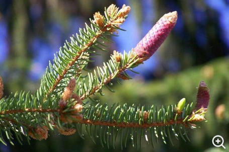 Fichtenblüte im Mai mit schönem weiblichem Zapfen und unscheinbaren männlichen Blüten. Nach der Befruchtung sorgen tausende Samen für die „Wanderung“ ganzer Fichtenwälder. Foto: Dr. Horst Sproßmann 