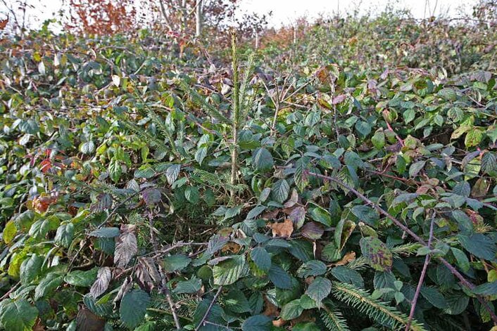 Brombeeren überwuchern neu gepflanzte Fichten