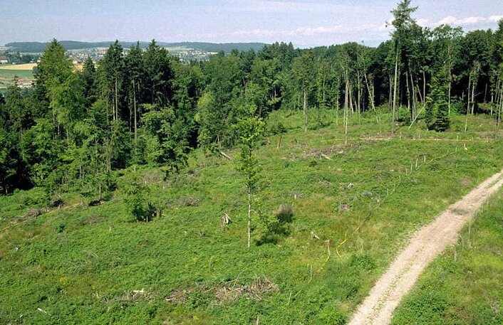 Geräumte und wieder bepflanzte Fläche