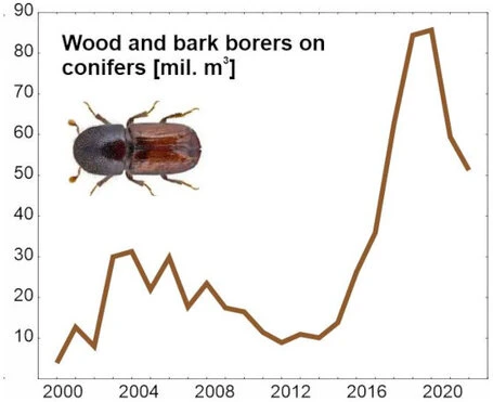 Grafik 1 Liniendiagramm Brauner Borkenkäfer auf weißem Grund neben Liniendiagramm, das den Anstieg von Holz- und Rindenbohrern an Nadelbäumen von 2000 bis 2021 zeigt.