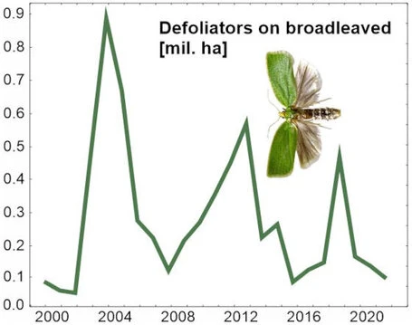 Liniendiagramm zeigt Schwankungen der Entlauberfläche auf Laubbäumen in Millionen Hektar von 2000 bis 2021. Liniendiagramm mit einem Foto eines fliegenden Insekts mit grünen Vorderflügeln und durchsichtigen Hinterflügeln.