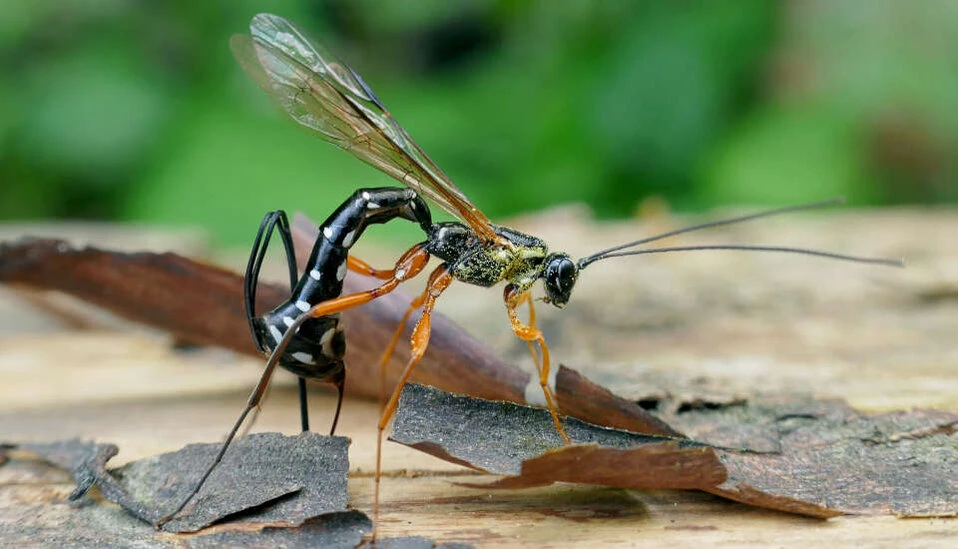 Insekt des Jahres 2025: Die Holzwespen-Schlupfwespe (Rhyssa persuasoria). Holzwespen-Schlupfwespe