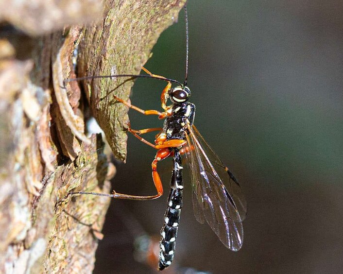 Männliche Holzwespen-Schlupfwespe Die meist kleineren Männchen der Holzwespen-Schlupfwespe unterscheiden sich deutlich von den Weibchen durch das Fehlen des auffälligen Legebohrers.