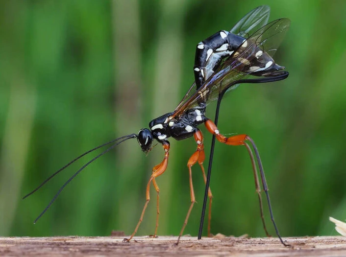 Holzwespen-Schlupfwespe Für die Bohrung bringt das Weibchen seinen langgestreckten Hinterleib in eine nahezu senkrechte Stellung. Ist das Ziel erreicht, wird das langgestreckte Ei auf den Wirt – die Holzwespenlarve – abgelegt.