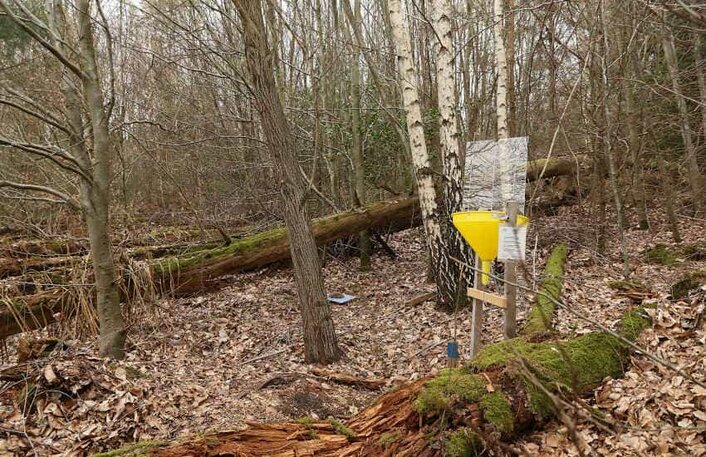 Insektenfalle auf ungeräumter Windwurffläche