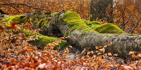 Liegendes, mit Moos bewachsenes Totholz