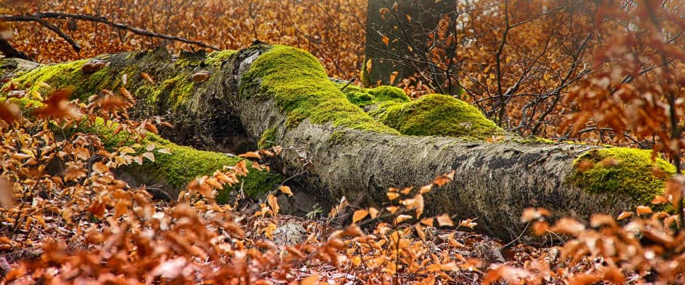 Totholz gewinnt an Bedeutung: Ein unterschätzter Kohlenstoff-Speicher Liegendes, mit Moos bewachsenes Totholz