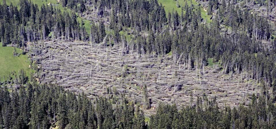 Orkanschäden durch Lothar