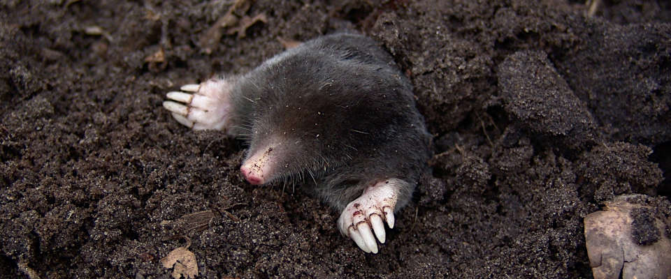 In einer Handvoll Erde wohnen so viele Lebewesen wie Menschen auf der Erde, das heißt rund acht Milliarden. Das reicht von Bakterien, Pilzen bis zum Regenwurm oder dem Maulwurf. Die Bodenorganismen sorgen für die Bildung der Waldböden sowie zur Lockerung und Belüftung dieser. Ein Maulwurf schaut aus seinem Maulwurfhaufen