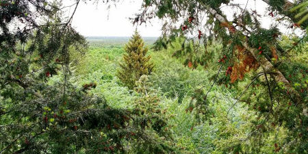 Mischwald mit Buchen und Nadelgehölzen, in der Mitte ist eine große Douglasie zu erkennen.