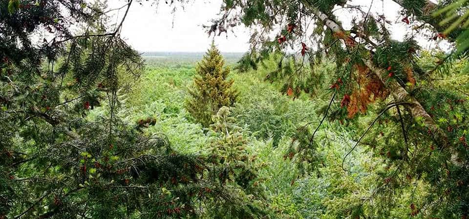 Mischwald mit Buchen und Nadelgehölzen, in der Mitte ist eine große Douglasie zu erkennen.