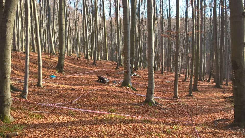 Hier ist ein typischer mitteleuropäischer Buchenwald zu sehen.