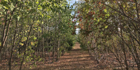 Anpflanzung in der Mitte verläuft ein Weg