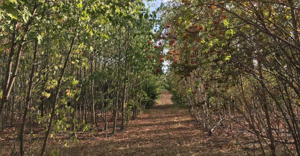 Anpflanzung in der Mitte verläuft ein Weg