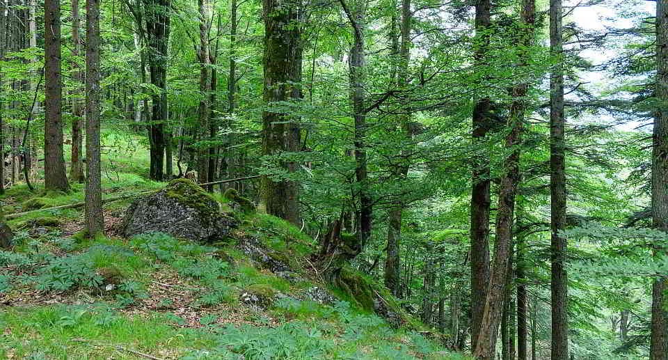 Artenreiche Wald-Wildnis im Nationalpark Kalkalpen