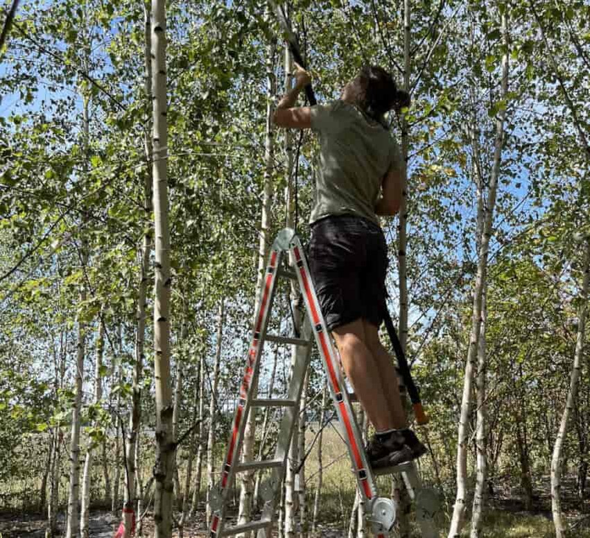 Eine Person steht auf einer Leiter und nimmt Blattproben
