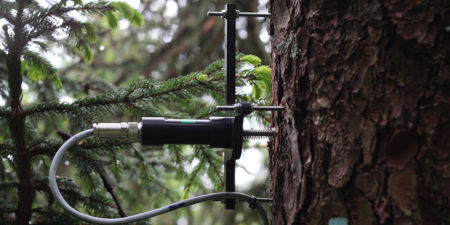 Ein am Baumstamm angebrachtes Punktdendrometer