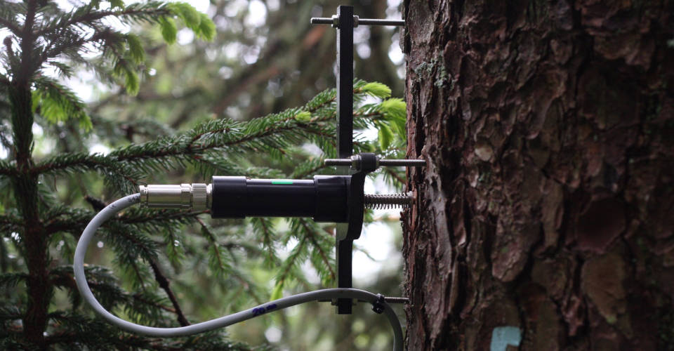 Punktdendrometer werden am Stamm montiert und messen kontinuierlich und im Mikrometerbereich, wie sich der Baumstamm ausdehnt und zusammenzieht. Am Stamm angebrachtes Messinstrument