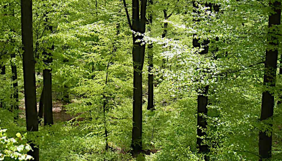 Wald mit Rotbuchen