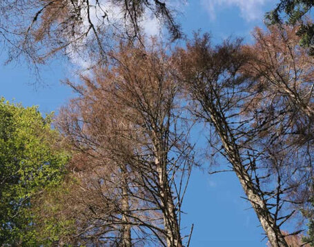 Starker Blattfraß durch Raupen kann das Wachstum und die Vitalität beeinträchtigen und gelegentlich zum Absterben von Bäumen führen; insgesamt hat diese Art von Schäden in den letzten 23 Jahren jedoch abgenommen. Blick nach oben auf Baumkronen mit grünen Blättern und kahlen Ästen vor blauem Himmel.