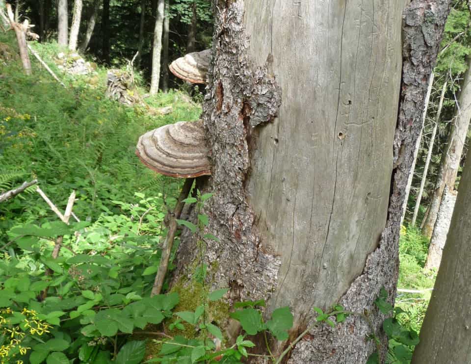 Stehendes Totholz der Fichte (Picea abies) mit Anzeichen von Fragmentierung (Volumsverlust) und Pilzbesiedlung. Abgestorbener Baum mit Pilzbesiedlung am Stamm