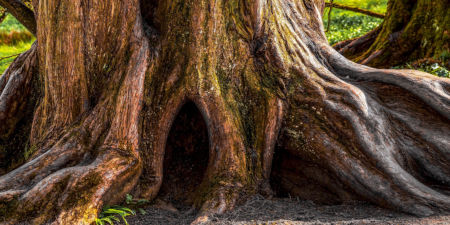 Großer alter Baum, Stammfuß