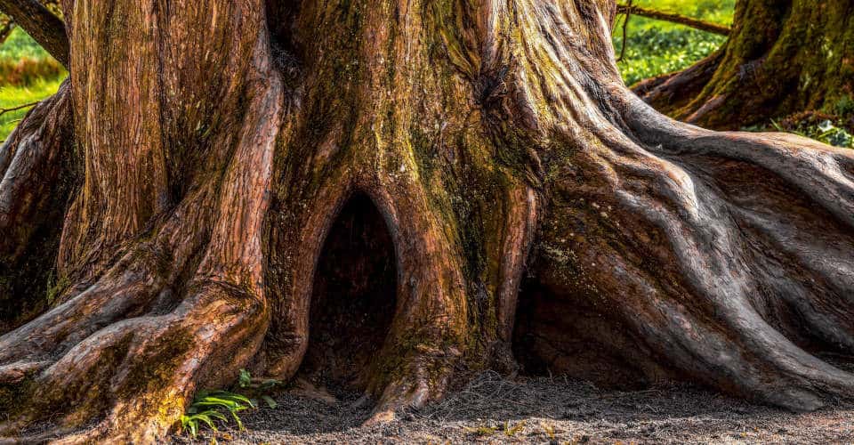 Rasant wachsende Bäume sind ein Öko-Risiko Großer alter Baum Stammfuß