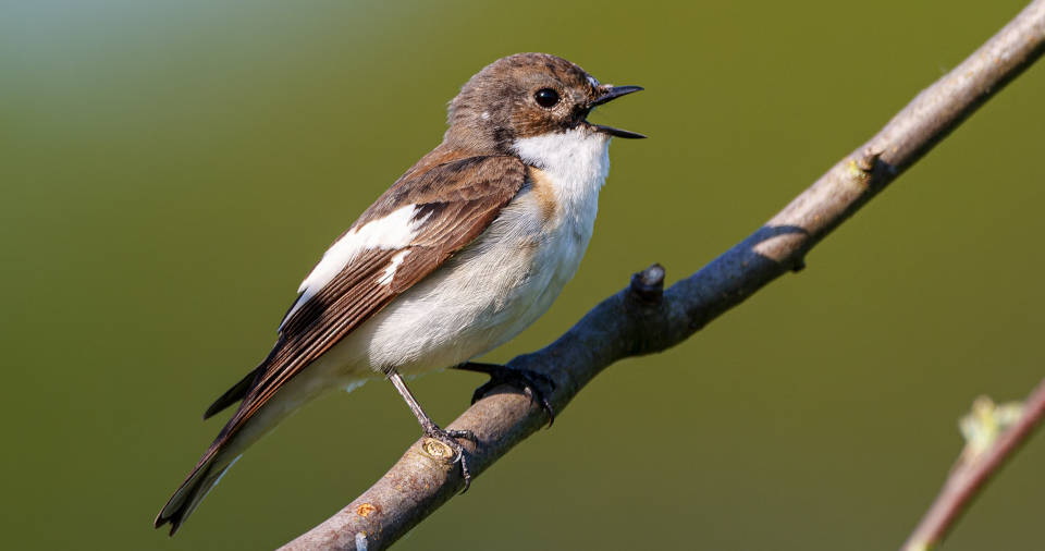 WEaldvogelart Trauerschnäpper