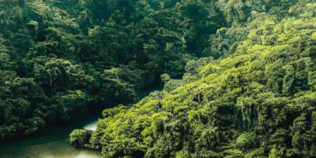 Die natürliche Erholung tropischer Wälder braucht Zeit Tropenwald, dicht bewaldete Flusslandschaft