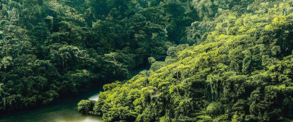 Tropenwald dicht bewaldete Flusslandschaft